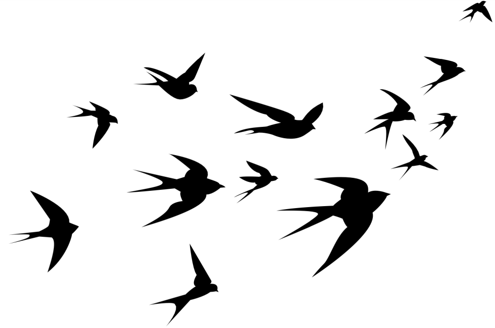 Ласточка Графика