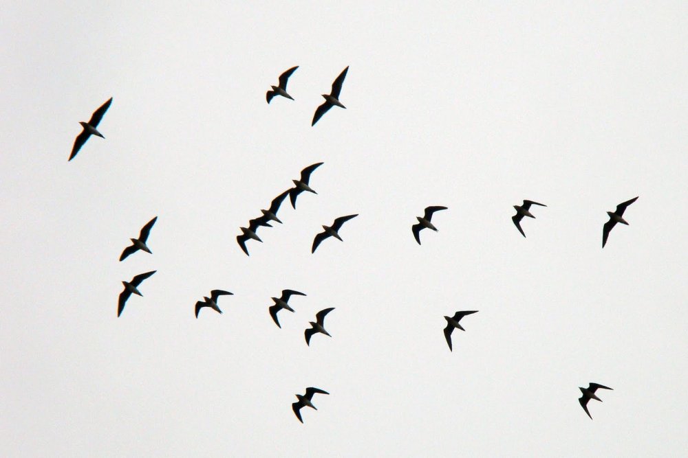 Силуэт ласточки в полете