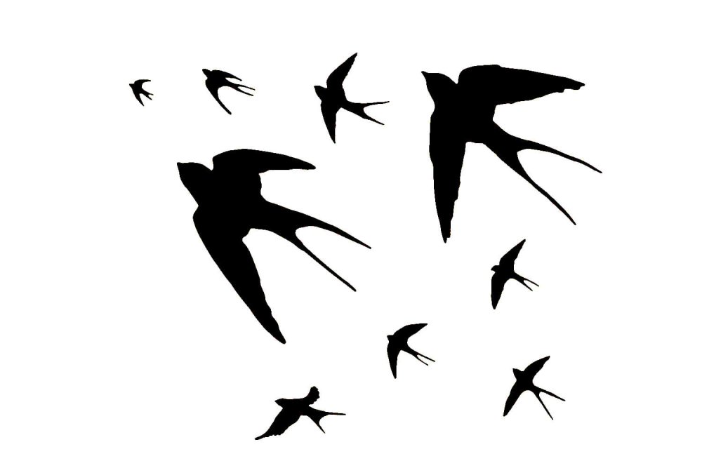 Силуэт стрижа