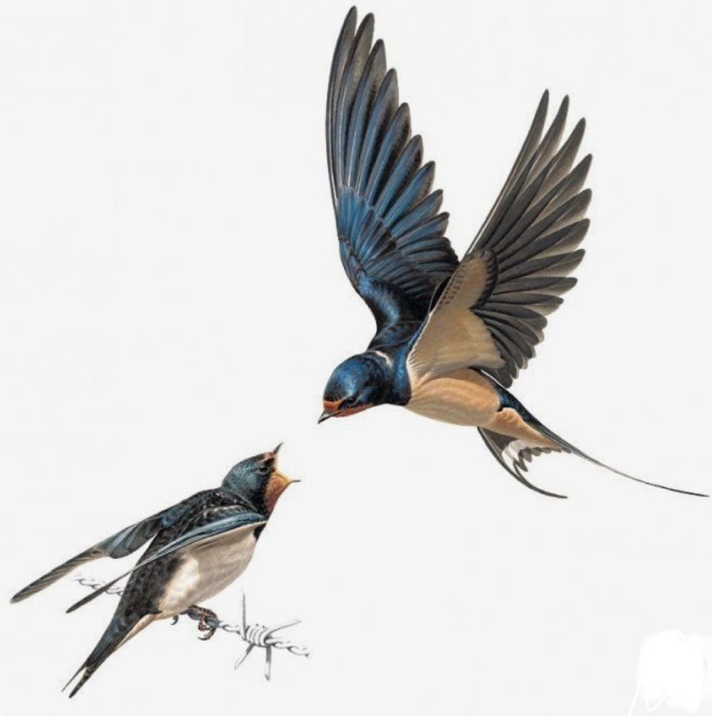 Гнездо ласточки вектор