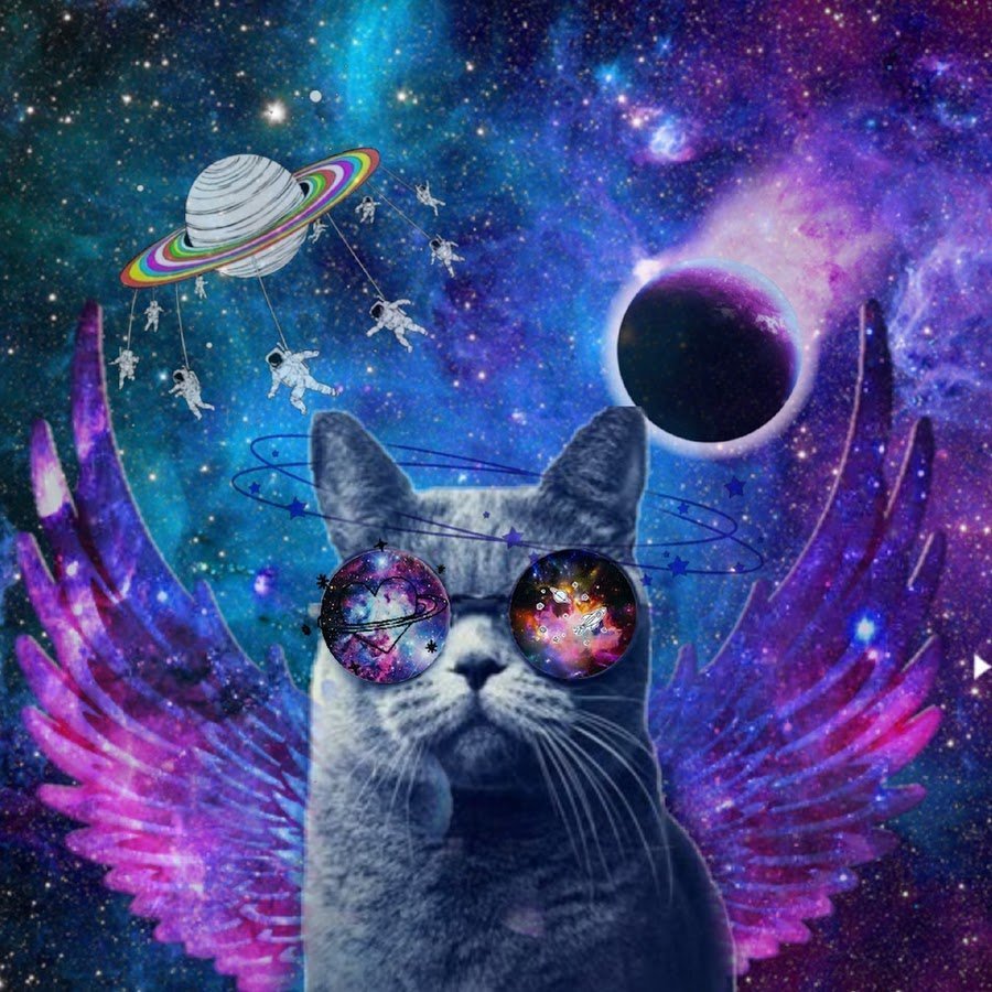 Кот в космосе