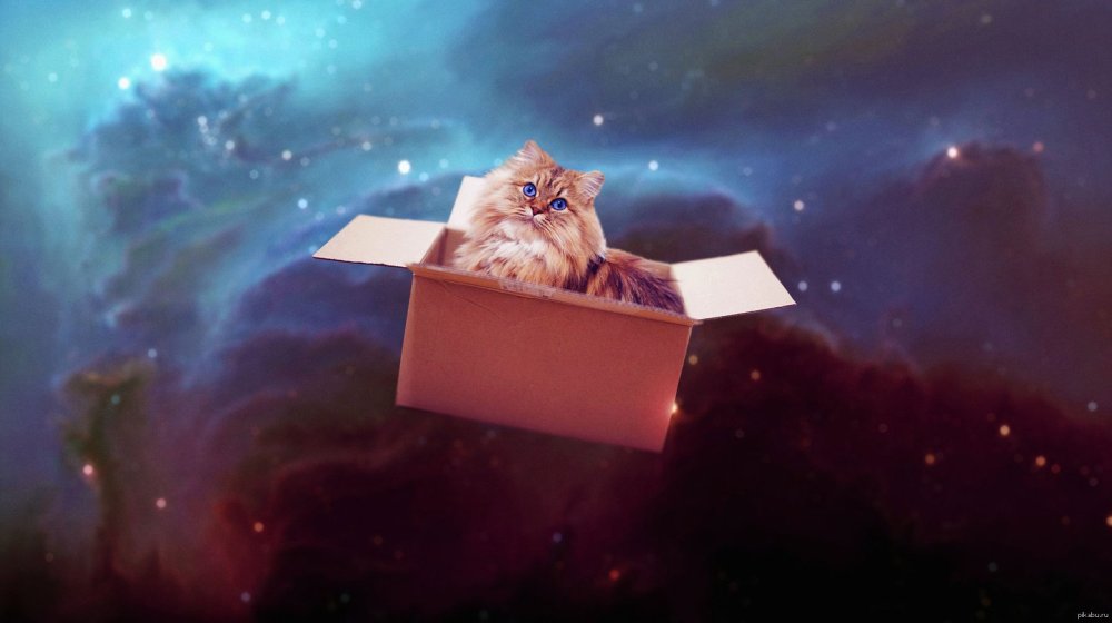 Кот Вселенная