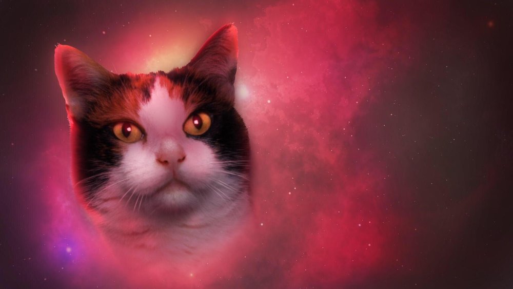 Милые космические котики