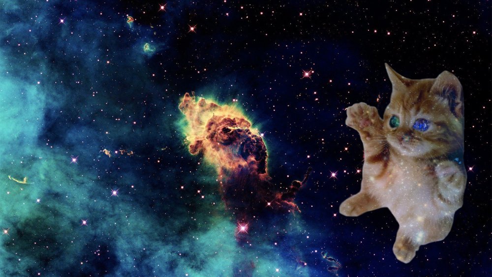 Котик в космосе арт