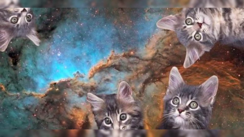 Коты в космосе обои