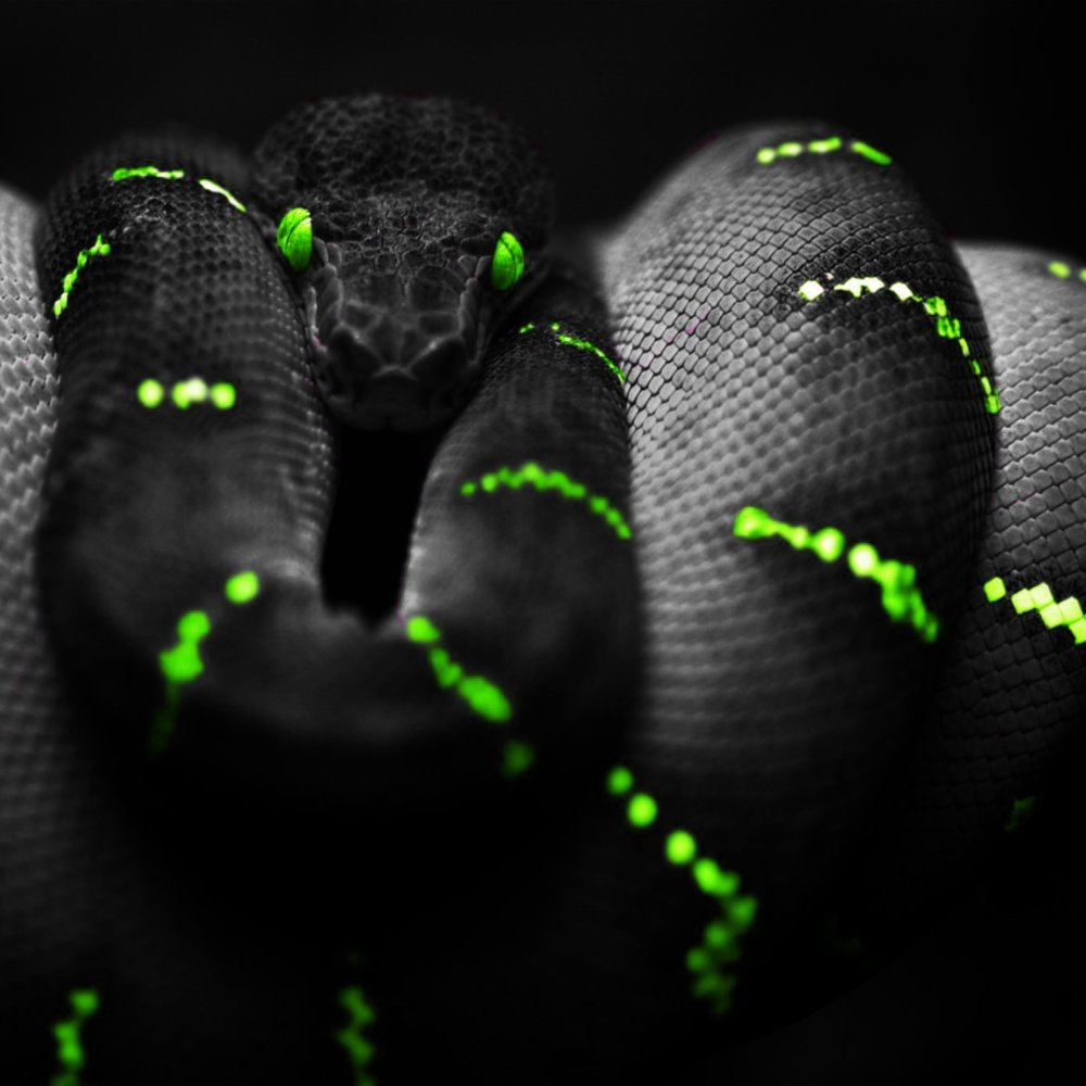 Взгляд змеи в темноте