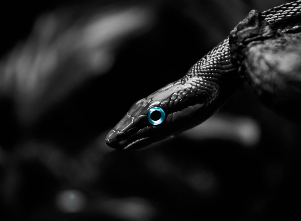 Змея в темноте