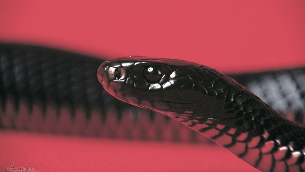 Блейк Снейк чёрная змея