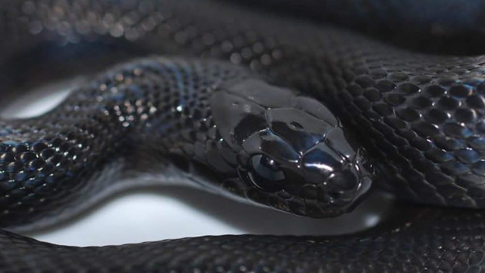 Белогубый питон (Bothrochilus albertisii)