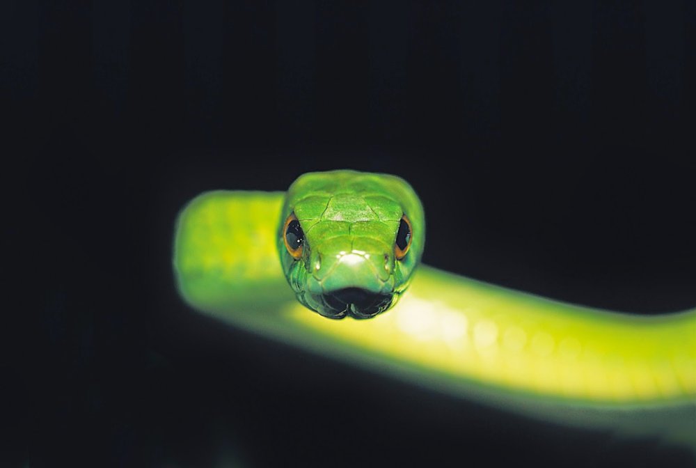 Чёрная мамба змея