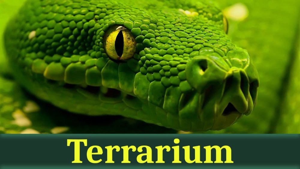 Черная змея