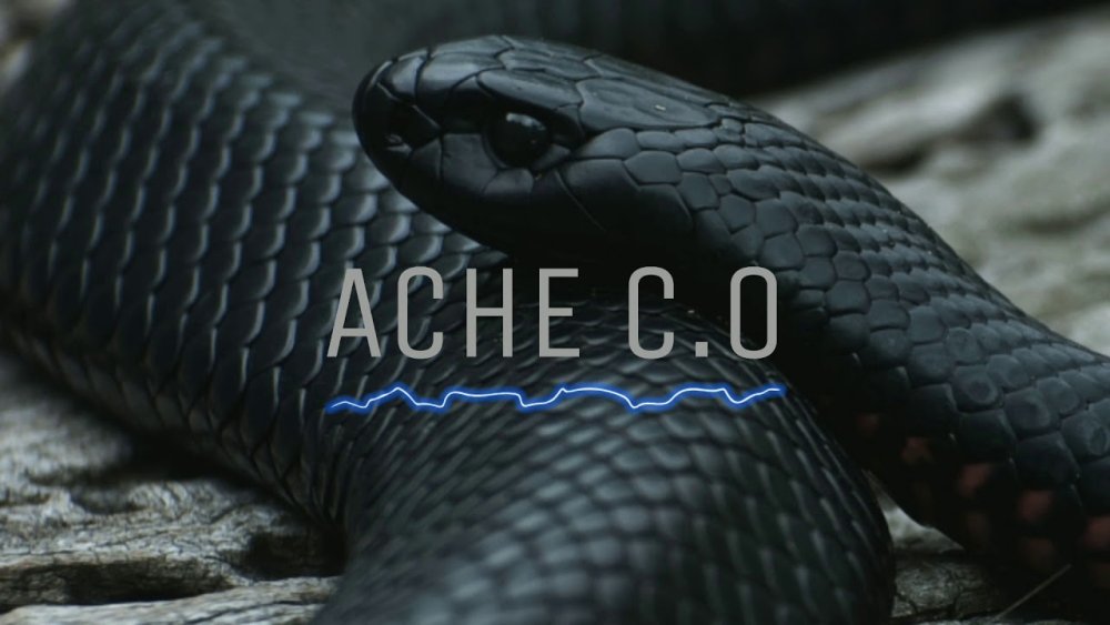 Зеленый питон красный