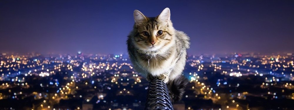 Чёрный кот арт