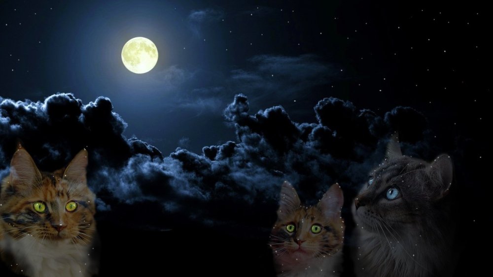 Арт кошка с бабочкой