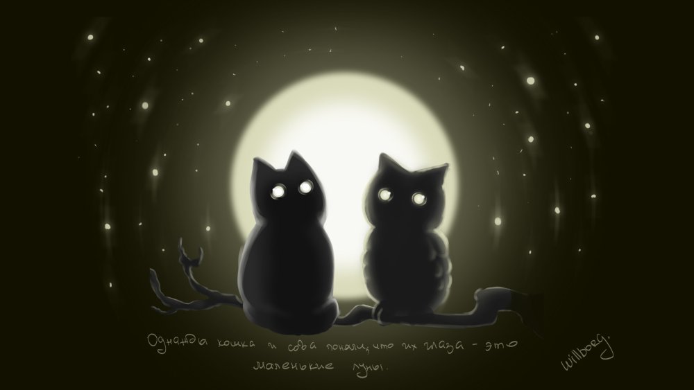 Два кота ночью