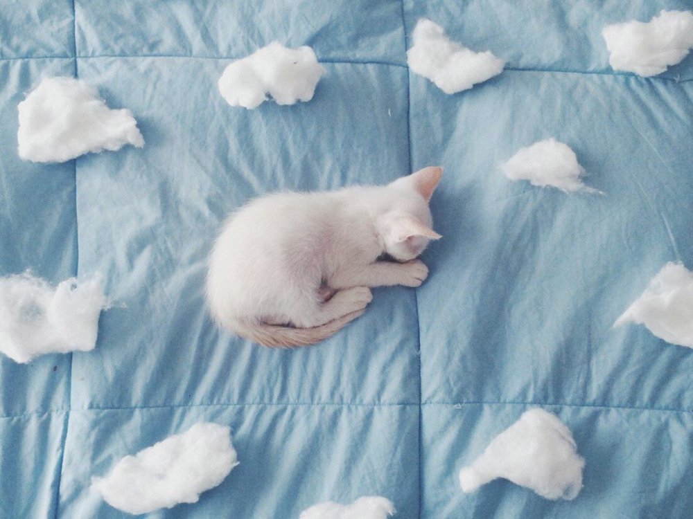 Фиолетовый котик