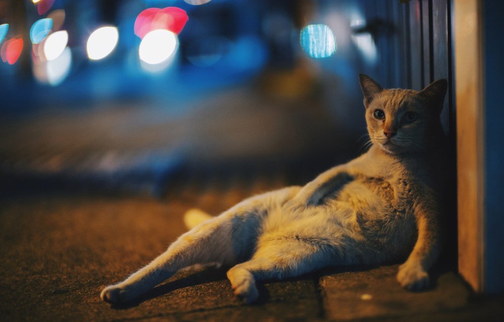 Котзилла кот