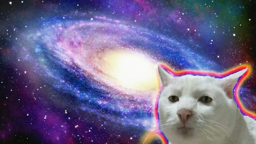 Кот на чёрном фоне обои