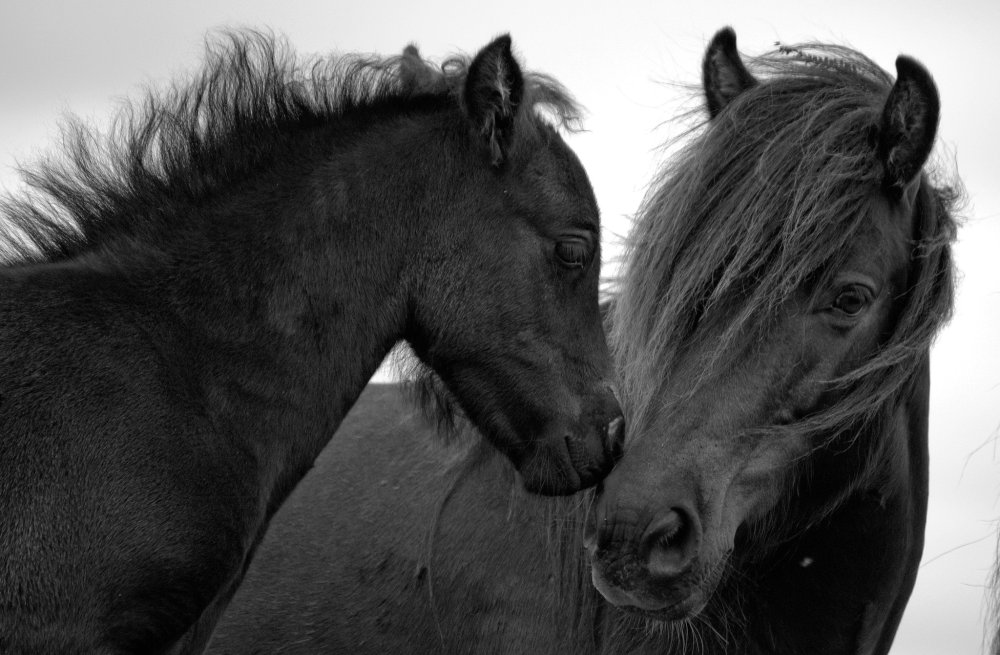 Алмазная мозаика Лошадиная нежность