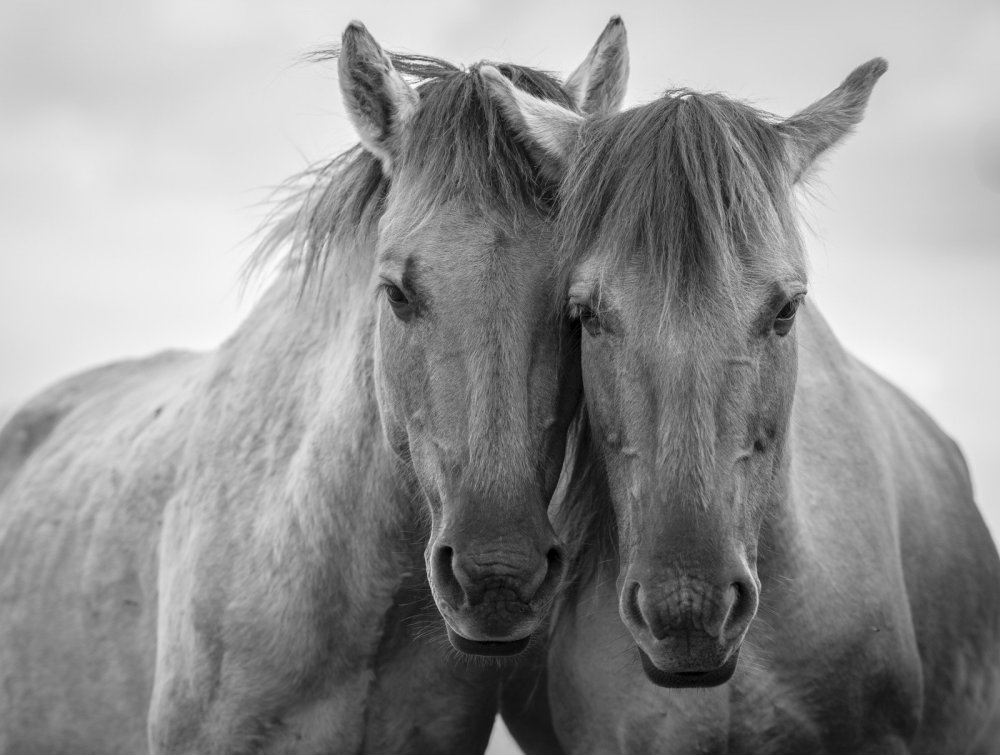 Пара лошадей черная и белая