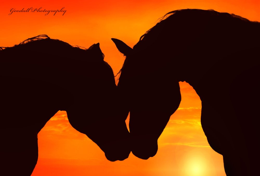 Открытка две лошади