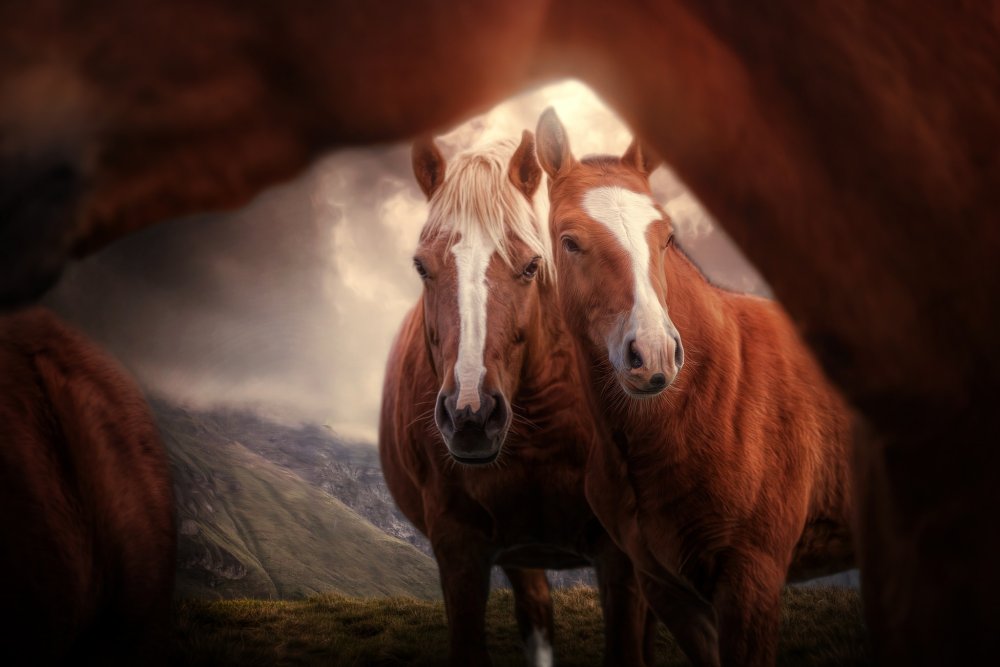 Кони черный и белый