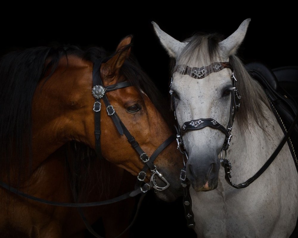 Табун лошадей