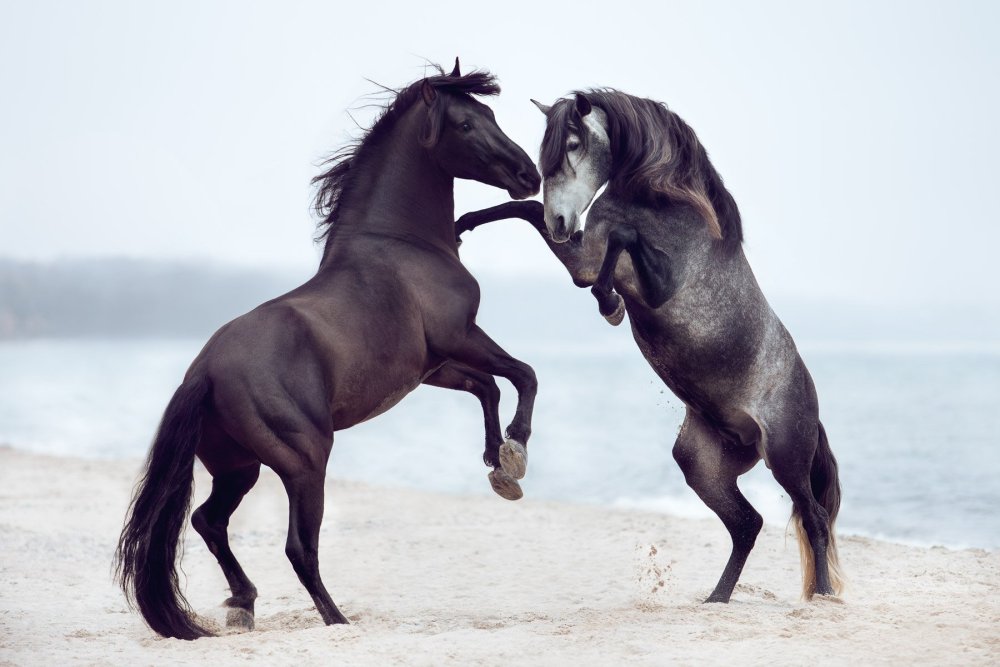 Две лошади любовь