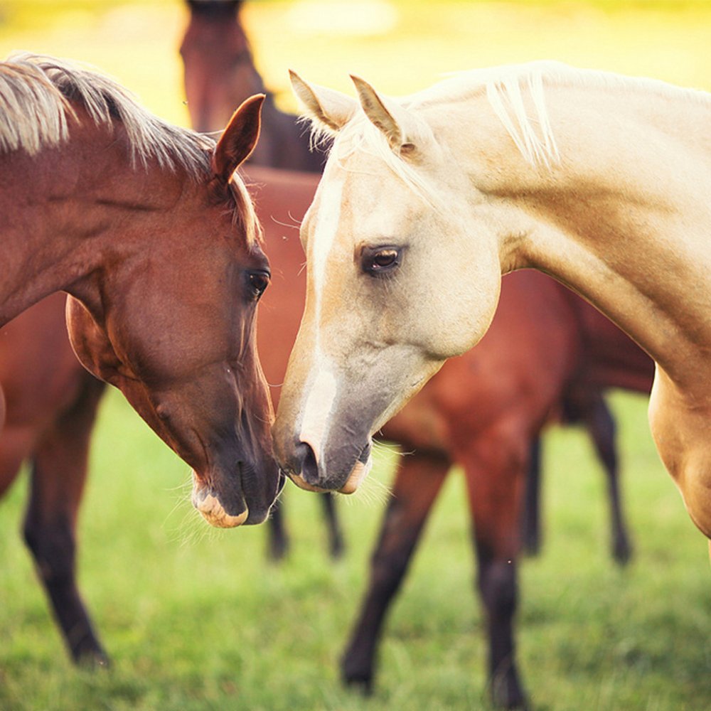 Пара лошадей