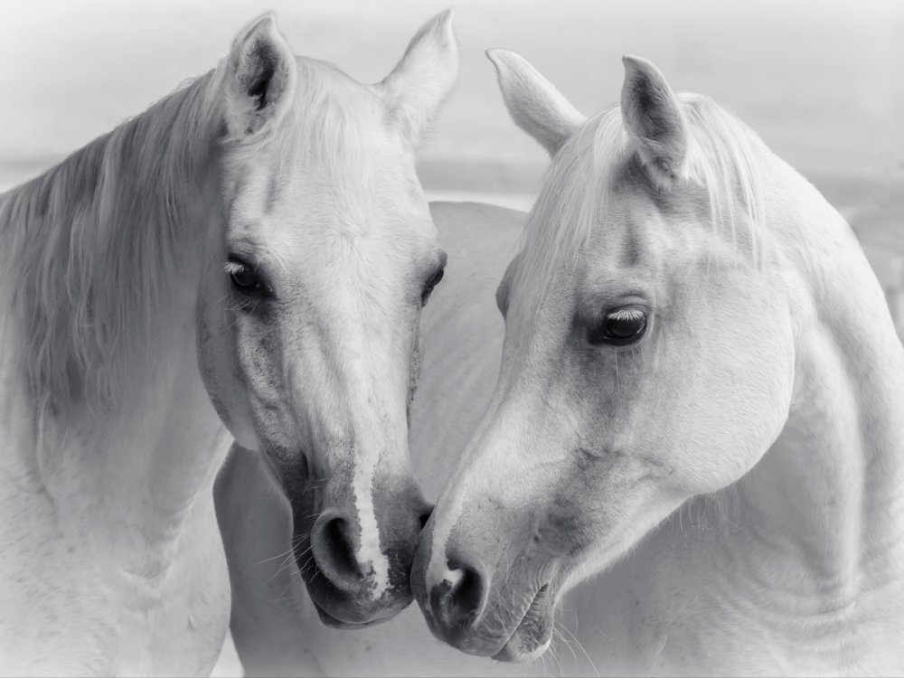 Пара белых лошадей