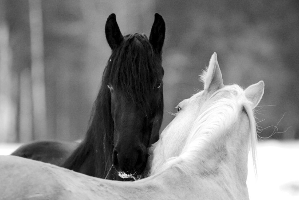 Две лошади обнимаются