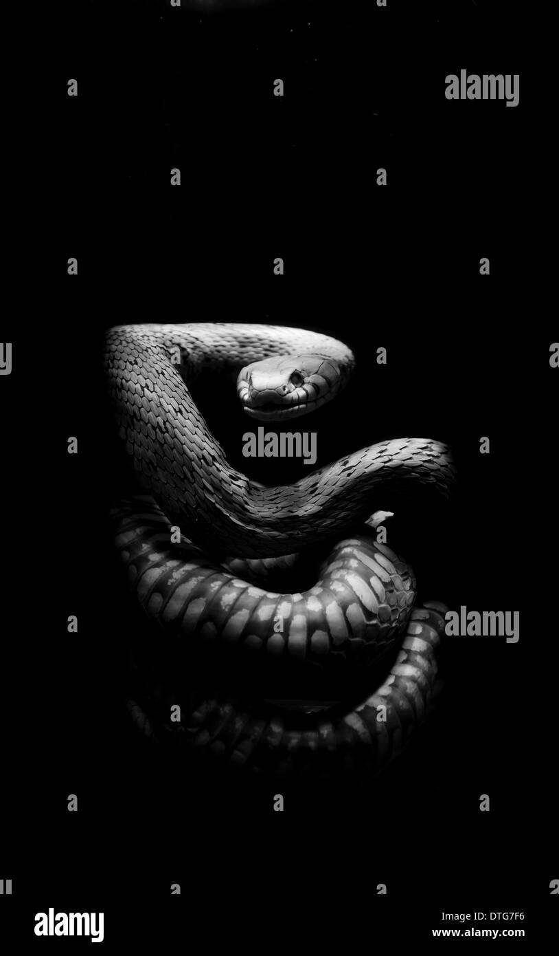 Белая змея на черном фоне