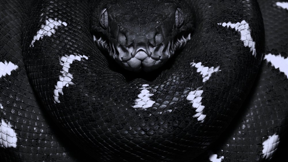 Гадюка меланист