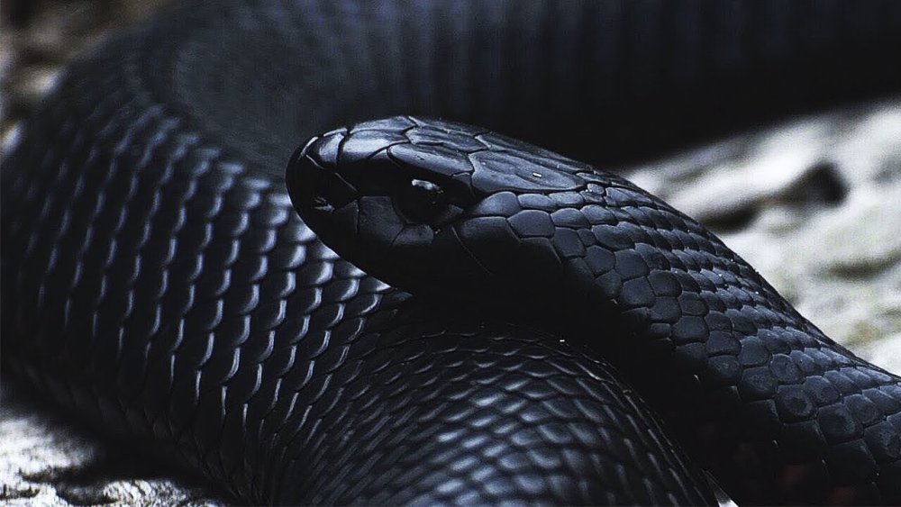 Черная змея Эстетика