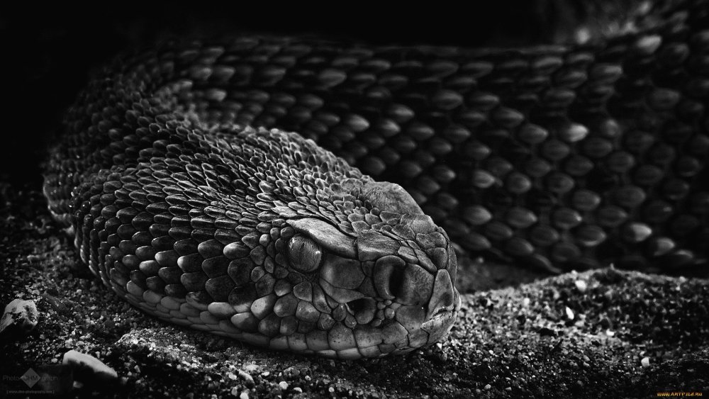 Змеи питон черный