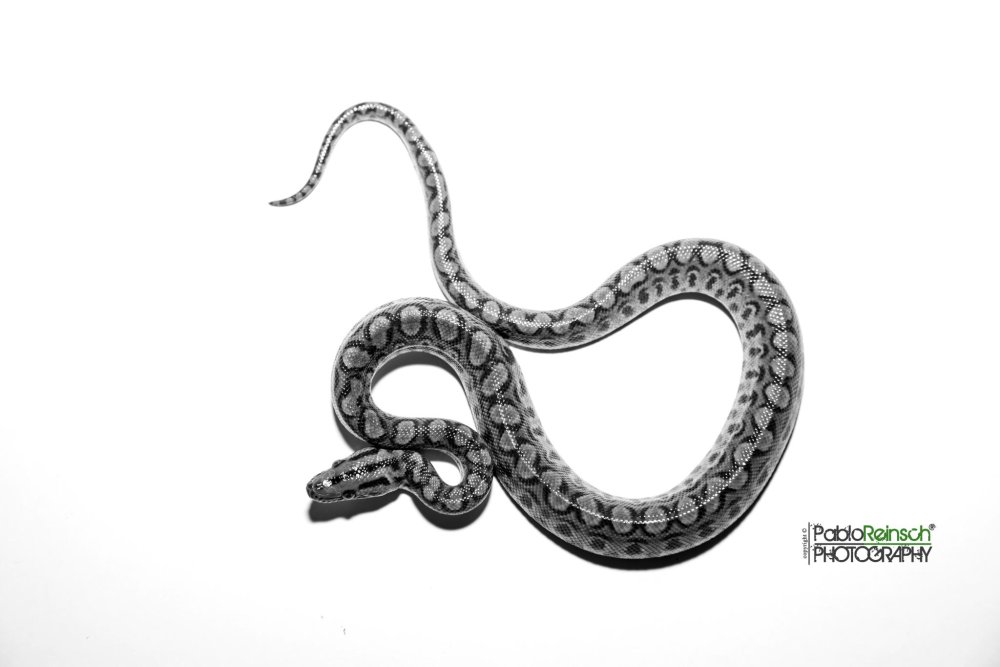 Паттерн со змеями