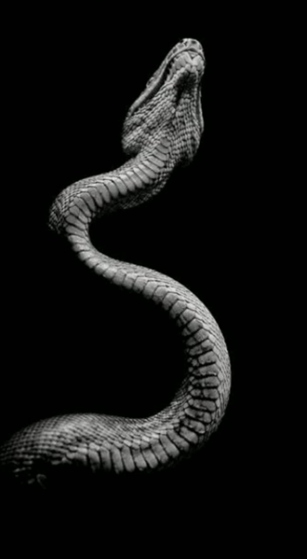 Паттерн змеи