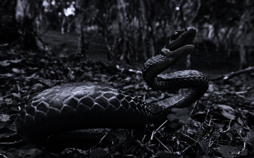 Эстетика змей черный