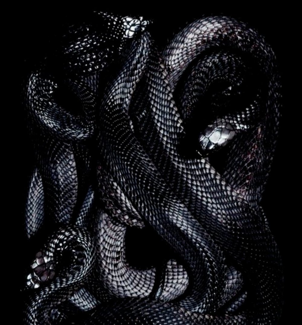 Малийский Кайрат змей черно белый