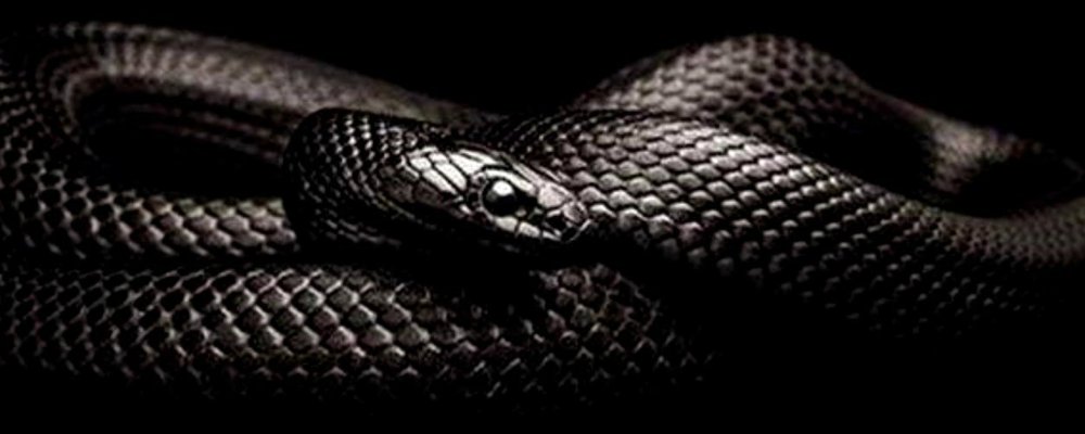 Тату змеиная кожа эскиз