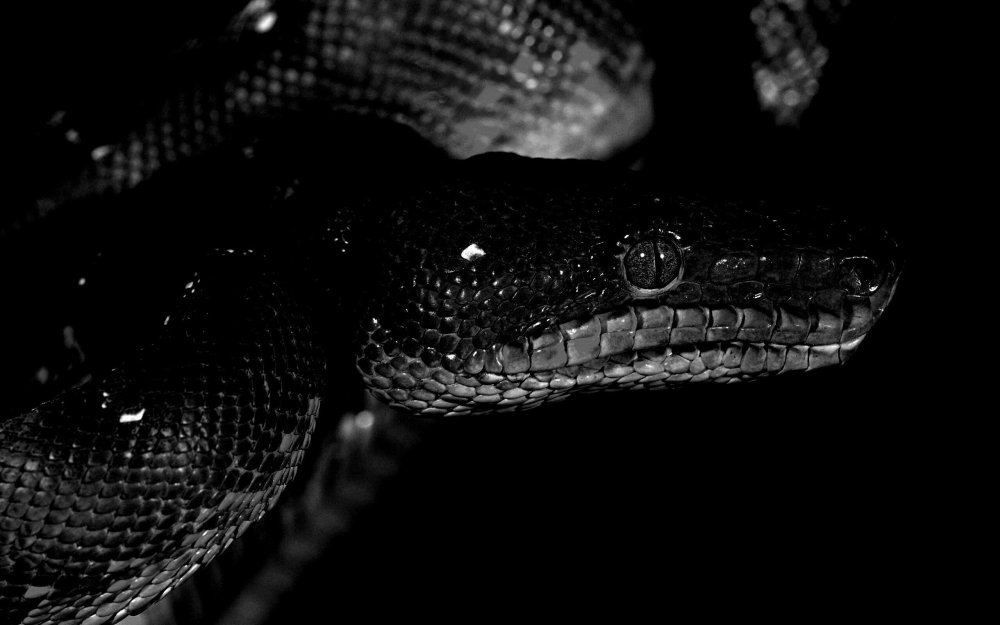 Змеиный фон