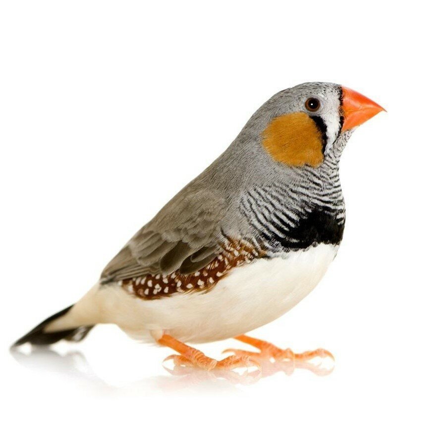 Зебровая циккаба