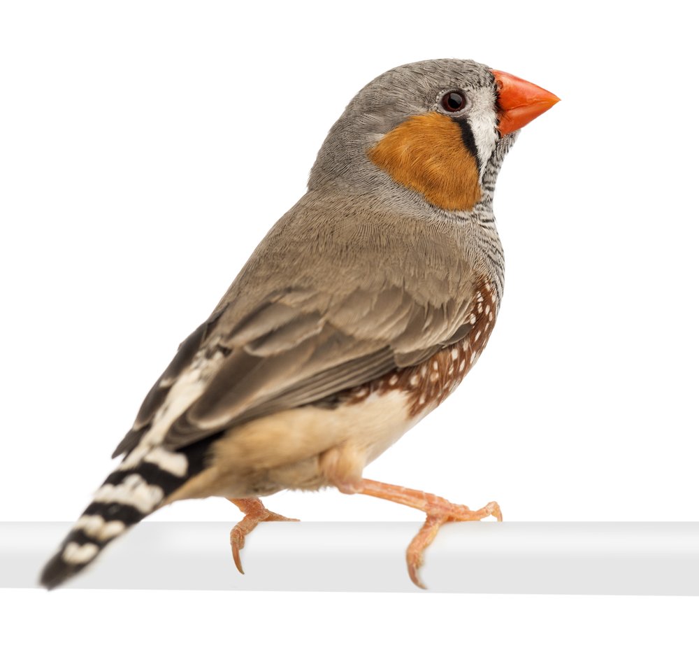 Финч животное