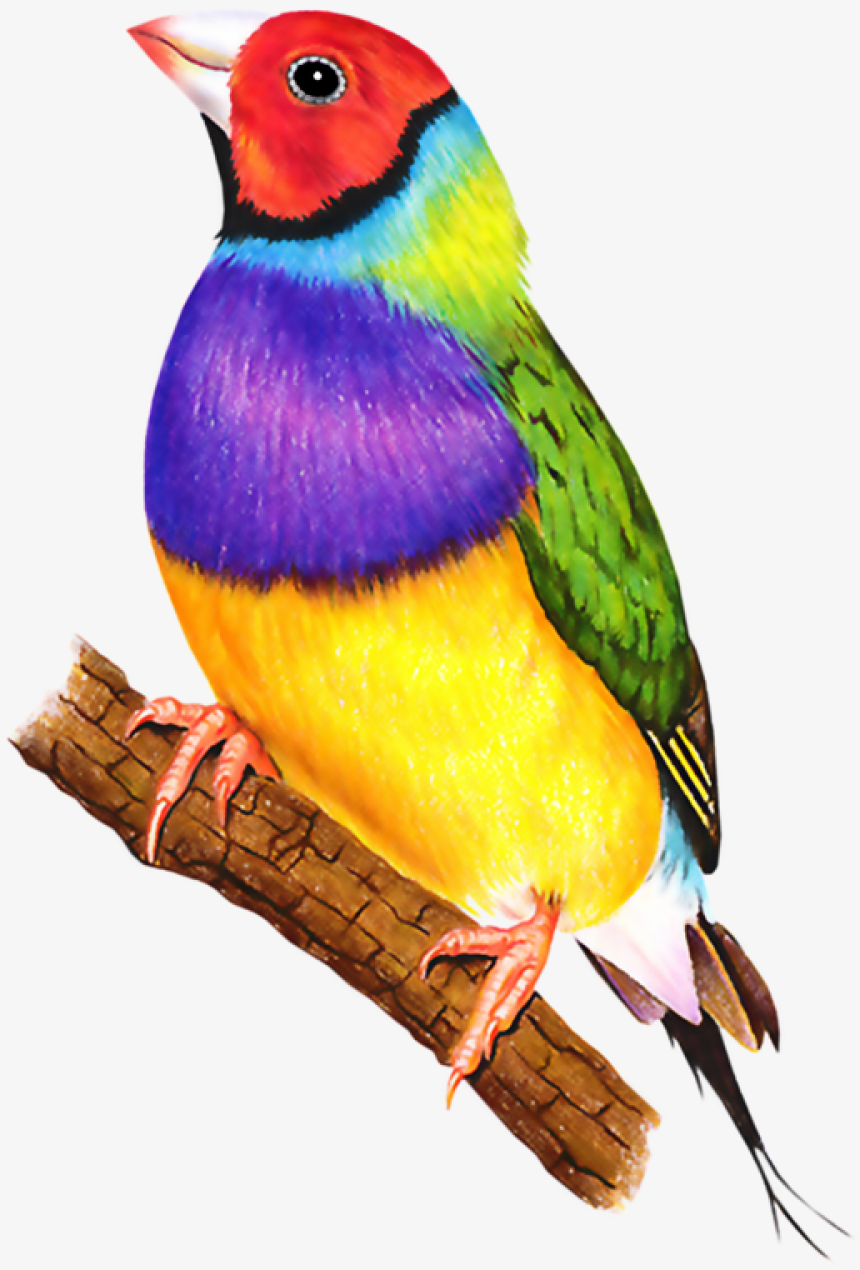 Австралийские амадины белые