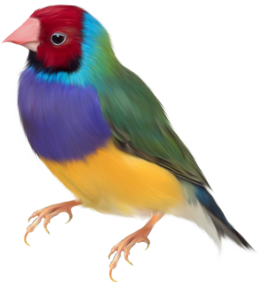 Птичка на белом фоне