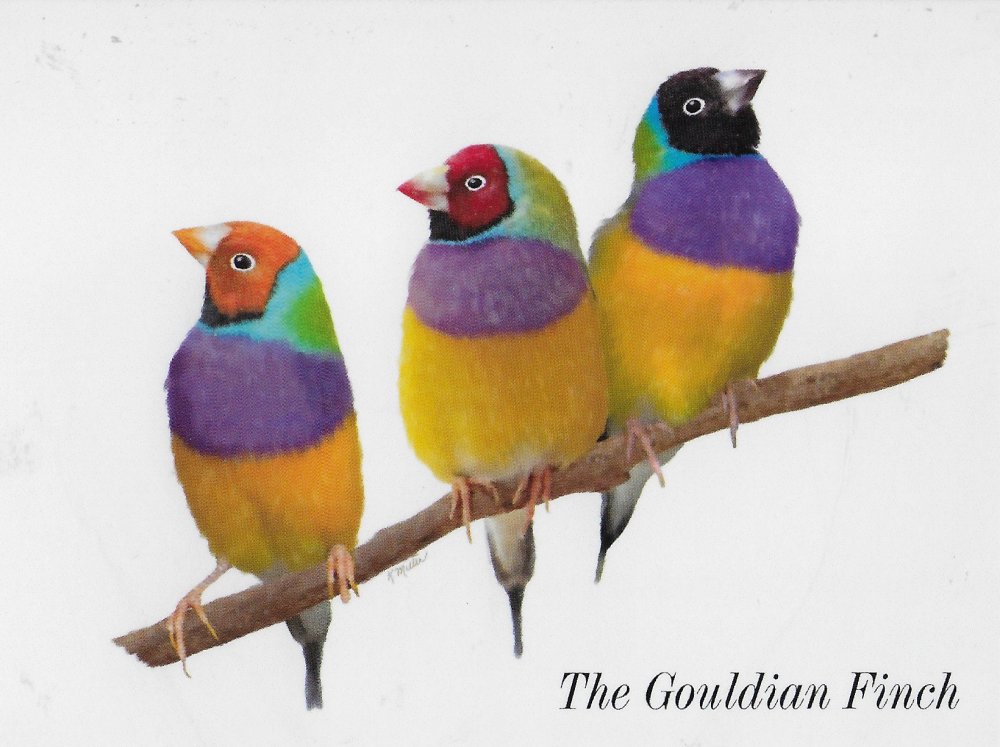 Гульдова амадина на белом фоне