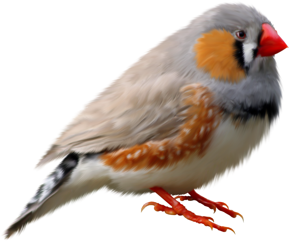 Амадины птицы