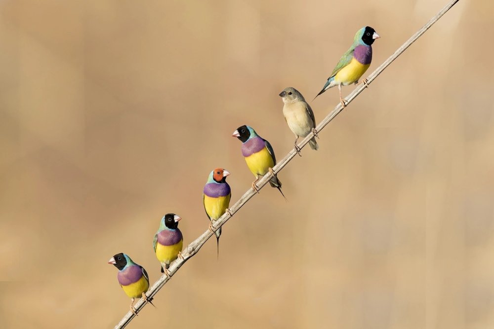 Стаи амадинов