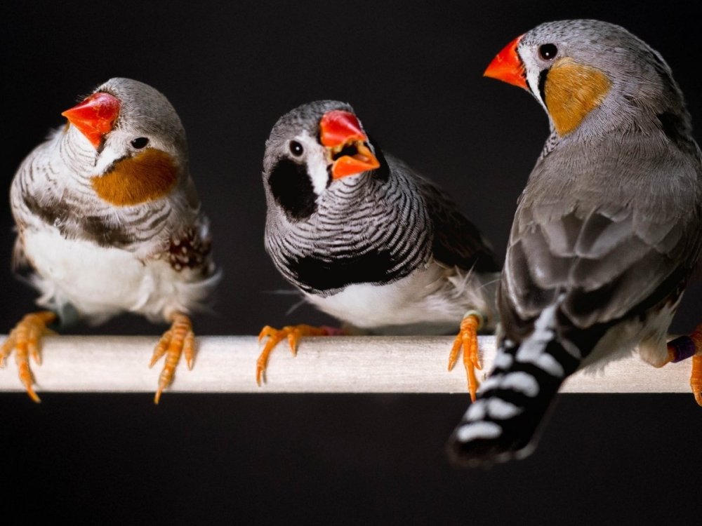 Австралийский Воробей амадин