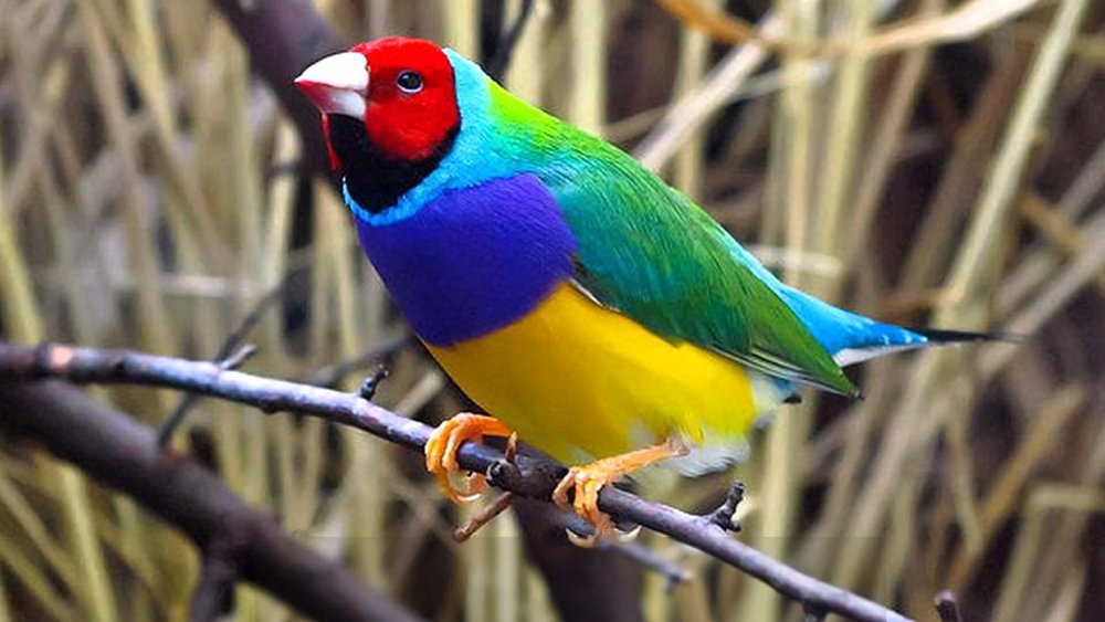 Амадина Гульда птица